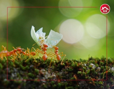 Top Rat Control Services In Hyderabad