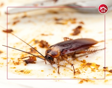 Rat Control Services near me