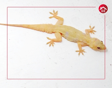 Top Construction Anti Termite Treatment in Hyderabad