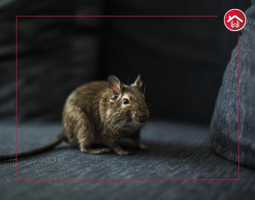 Top Commercial Pest Control Services in Hyderabad