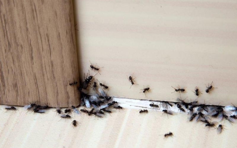 Commercial Ants Control Services in Hyderabad