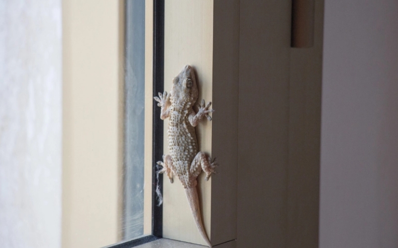 Best Lizard Control Services in Hyderabad