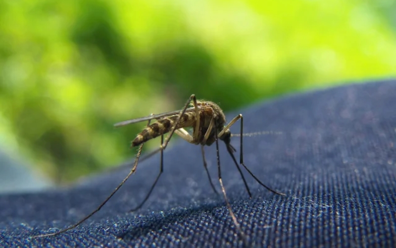 Best Mosquito Control Services in Hyderabad