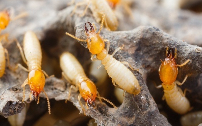 Best Termite Control Services near me in Hyderabad