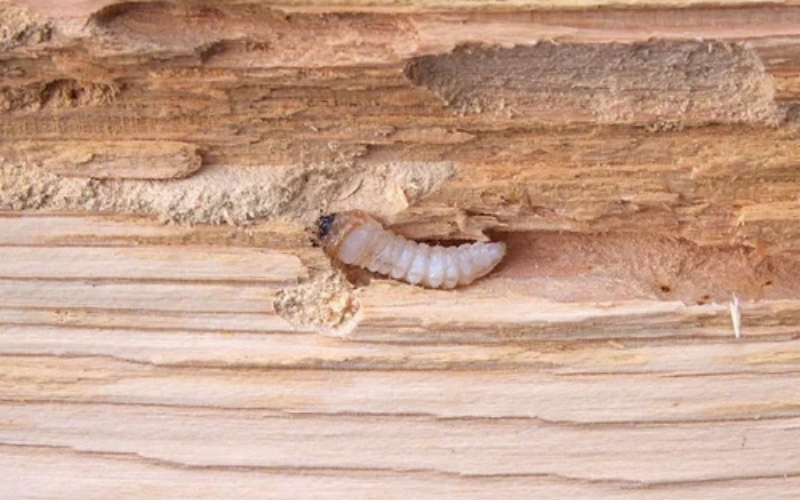Wood Borer Control Services in Hyderabad