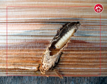 Top cockroach control services in hyderabad